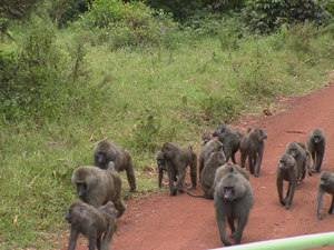 Baboons, Lake Nakaru, Tanzania