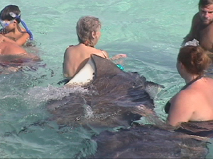 Sting Ray, Sting Ray City, Grand Cayman