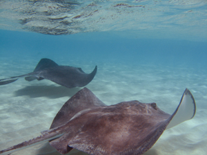 Stingray Under Water, String Ray City, Grand Cayman