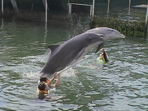 Dolphins, Key Largo, Florida