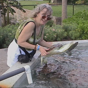 Turtles at Turtle Farm Grand Cayman