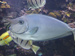 Maui Ocean Center Unicorn Fish